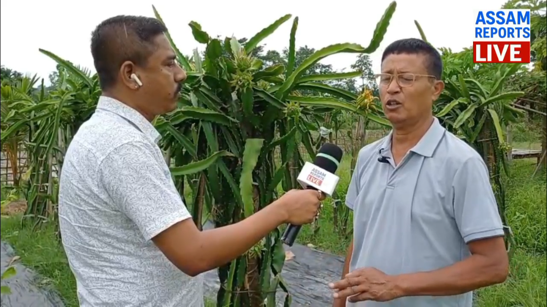 ✅ এবাৰ ৰুলে ৩০ বছৰলৈ থকা ড্ৰেগন খেতিৰ বিষয়ে জানো আহক,